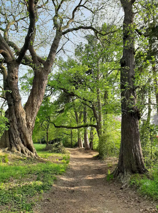 Earth path running between ancient oaks in a bright spring wood